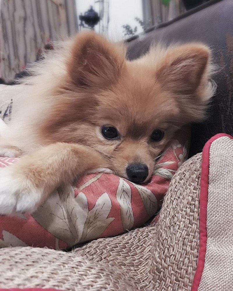 In Photo Meet Anne Curtis Extended Family Abs Cbn Entertainment In Photo Meet Anne Curtis Extended Family Abs Cbn Entertainment